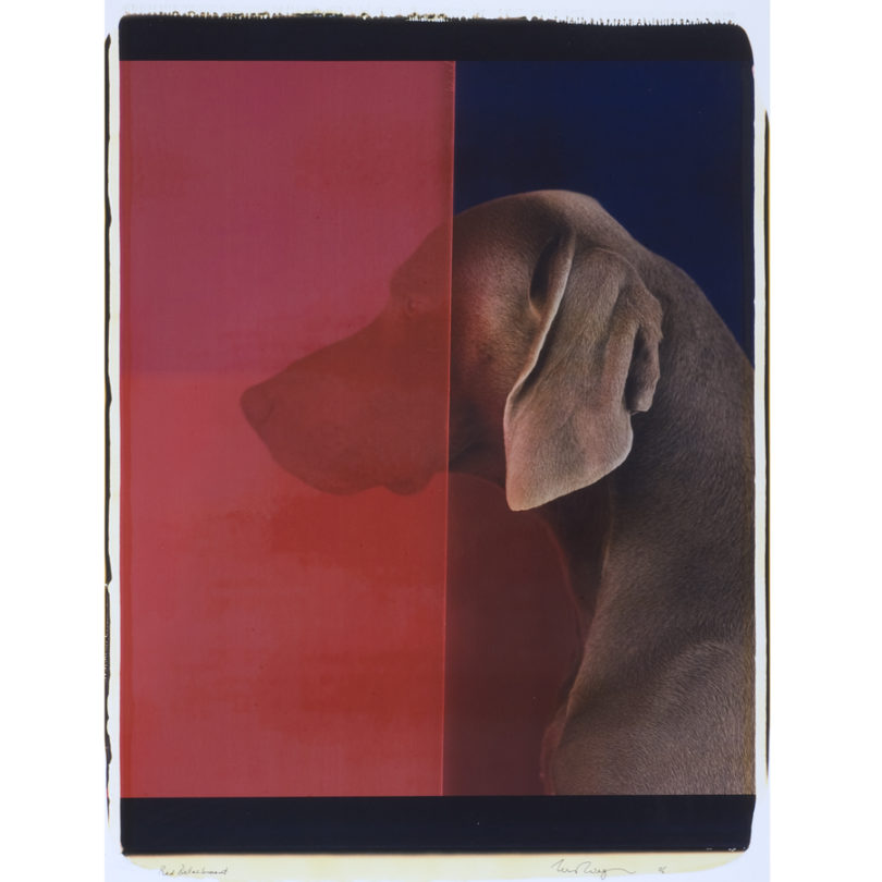 William Wegman, Red Detachment, 2006, Polaroid print on paper, 24 ¼ × 20 ¾ inches. 2007 Collectors' Circle purchase. 2007.33.02.96. © William Wegman.