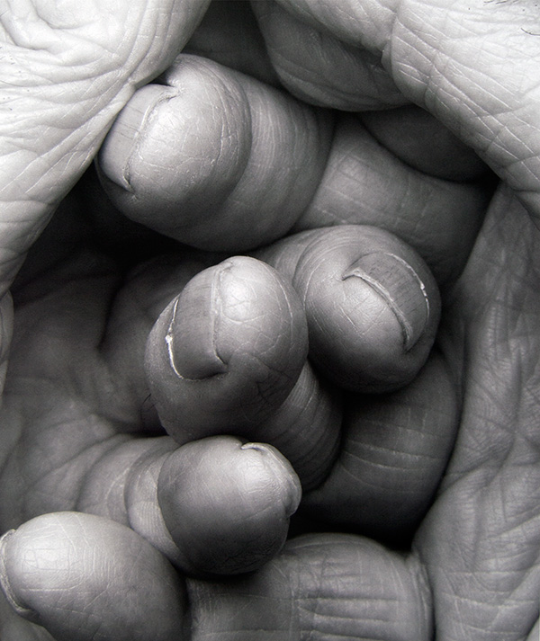 John Coplans, Interlocking Fingers, No. 17, 2000, gelatin silver print on paper, edition 1/3, 47 × 39 inches. 2013 Collectors' Circle purchase, 2013.34.01.91. © The John Coplans Trust