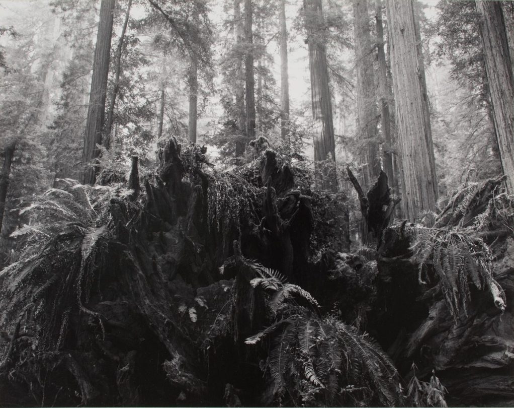 Redwood Stump and Ferns, Rockefeller Grove, Redwood National Park, California