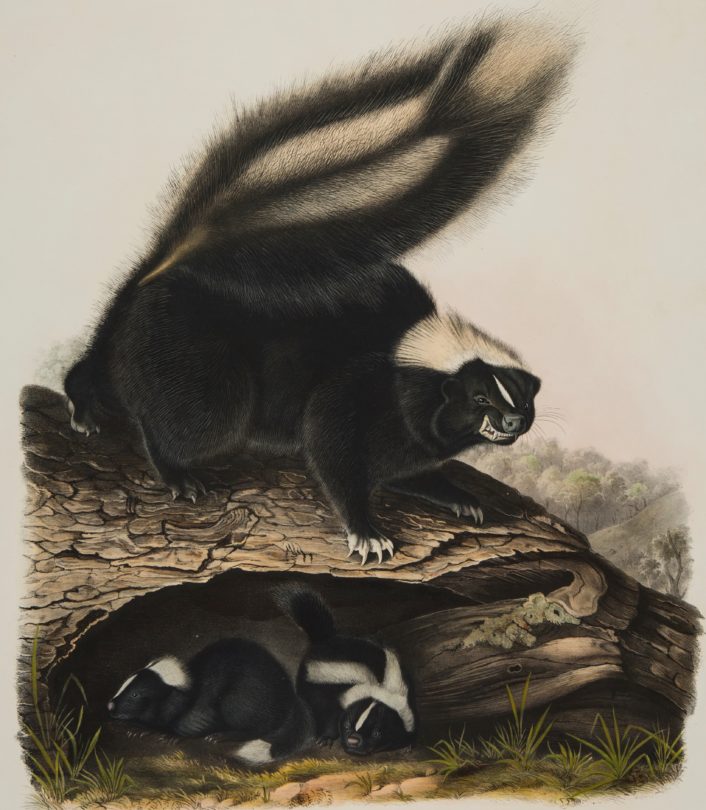 Common American Skunk