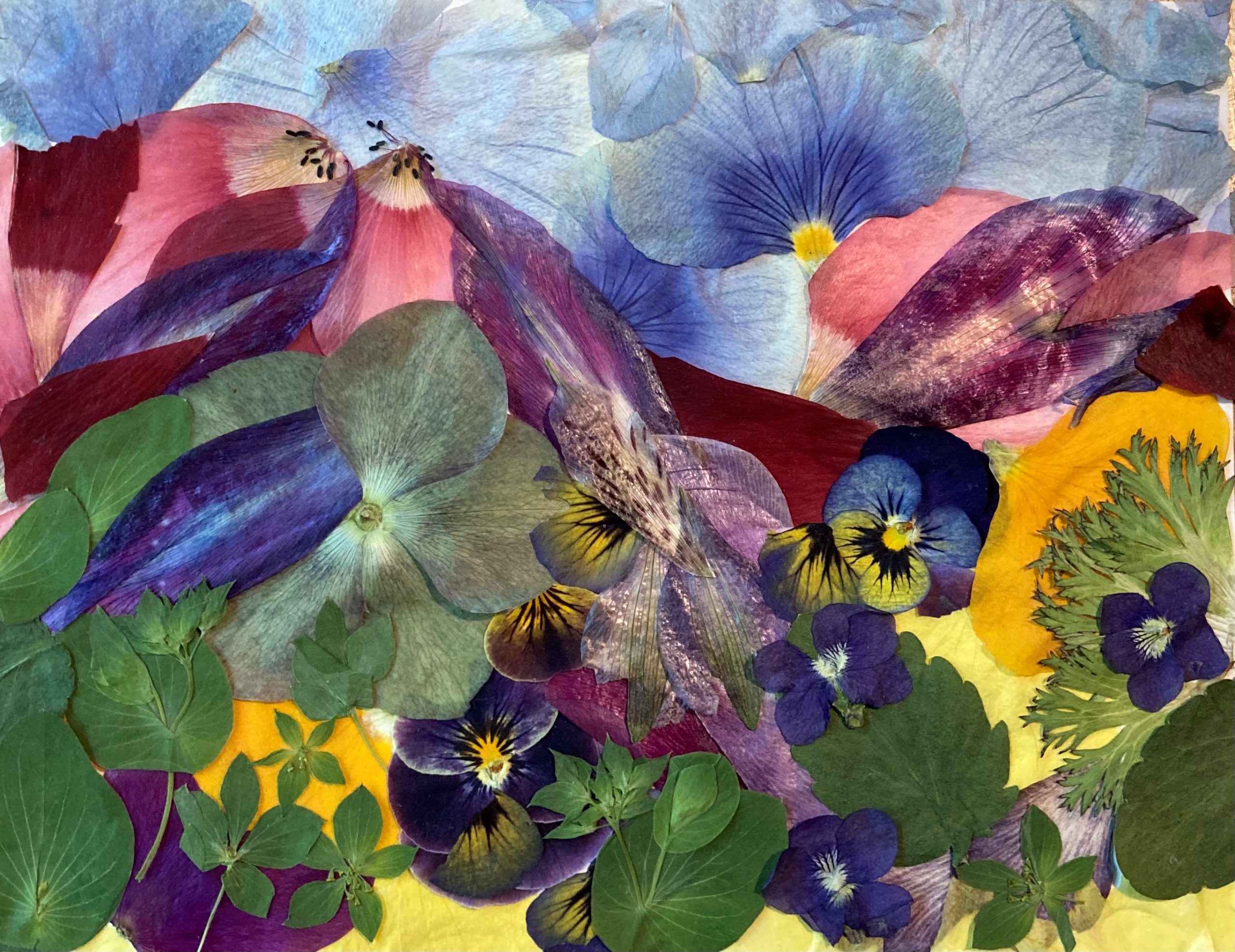 https://www.ashevilleart.org/wp-content/uploads/Susan-McChesney-Flower-13.21-2021.-Oshibana-on-paper.-c-Susan-McChesney-image-courtesy-the-Artist.-scaled.jpg